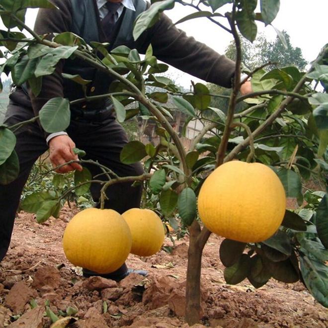 气候与技术的较量柚子能在北方存活吗？(图5)