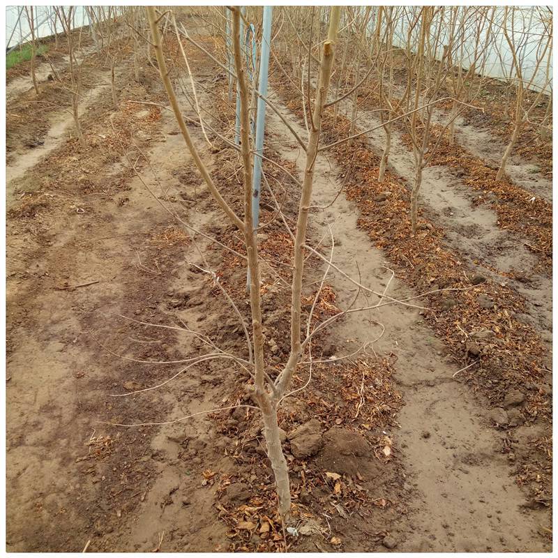 景顺长城景颐双利债券A(图1)