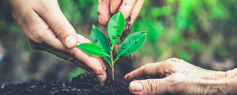 扦插树苗的方法和技术(图1)