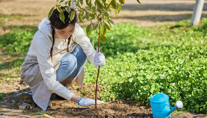 扦插树苗的方法和技术(图2)