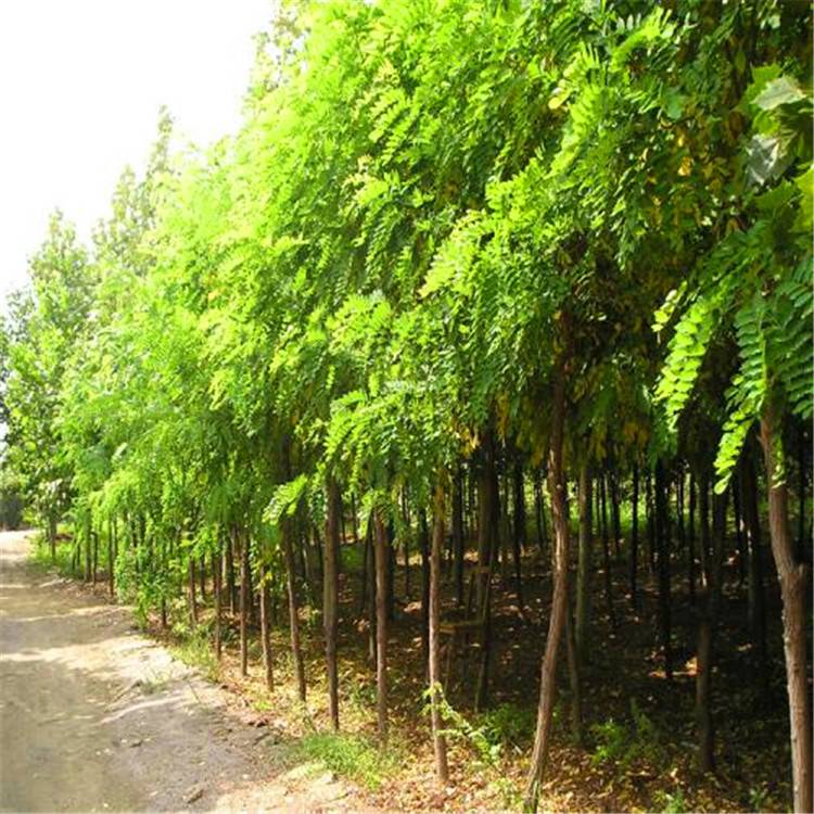 马鞍山市雨山经开区倾力打造省级未来产业先导区(图1)