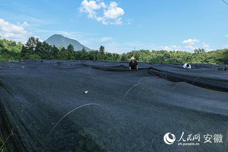 安徽旌德：引种山桐子 致富有路子(图1)