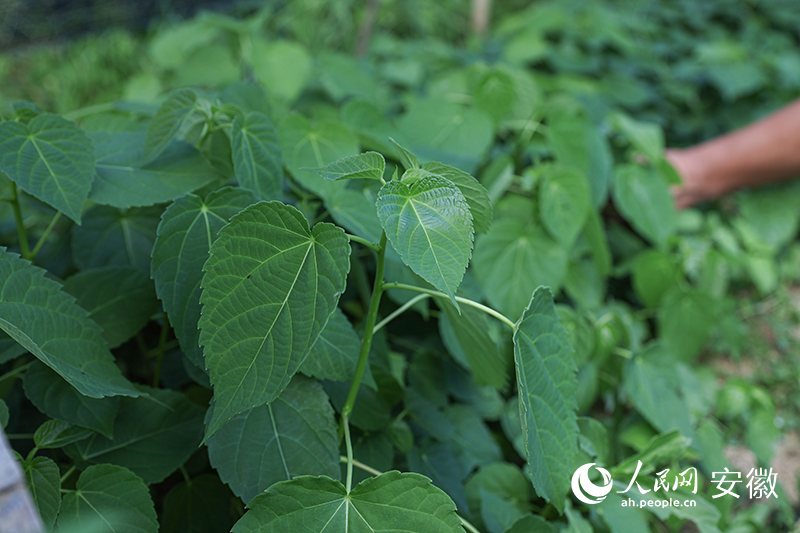 安徽旌德：引种山桐子 致富有路子(图2)
