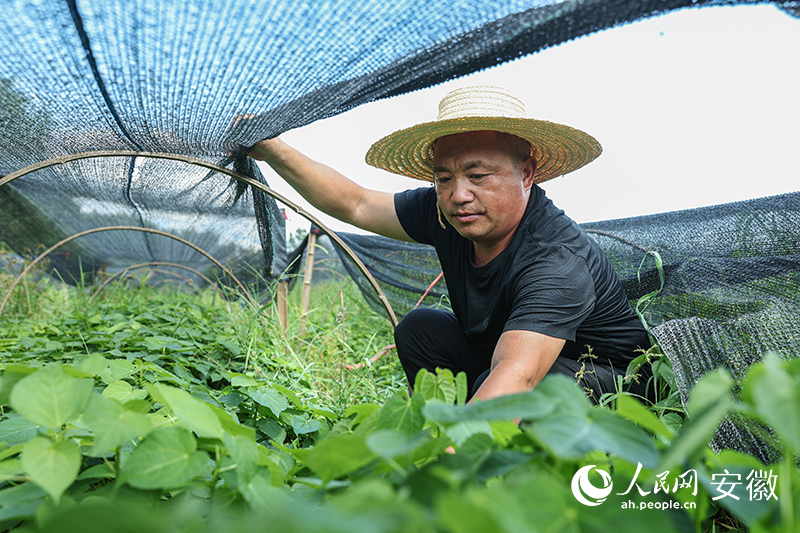 安徽旌德：引种山桐子 致富有路子(图4)