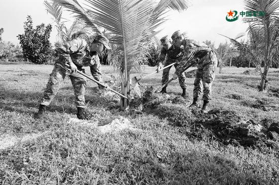 “海上戈壁”长出成片绿植离不开他们的接力维护(图1)