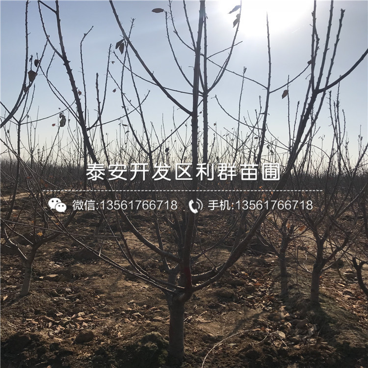 七旬“林痴”朱丙新：守绿五十载 致富千万家(图1)