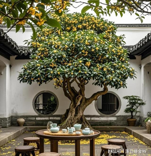 院栽五树旺子孙后日降温需防冻(图1)