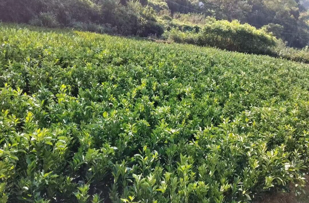 “正气村苗木”何以成为桃源九溪镇的金色名片？(图1)