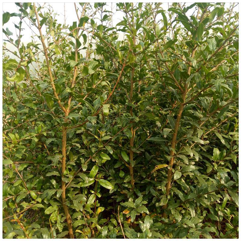 生茬地育苗护航！日本高糖 009 桃的品质基石(图1)