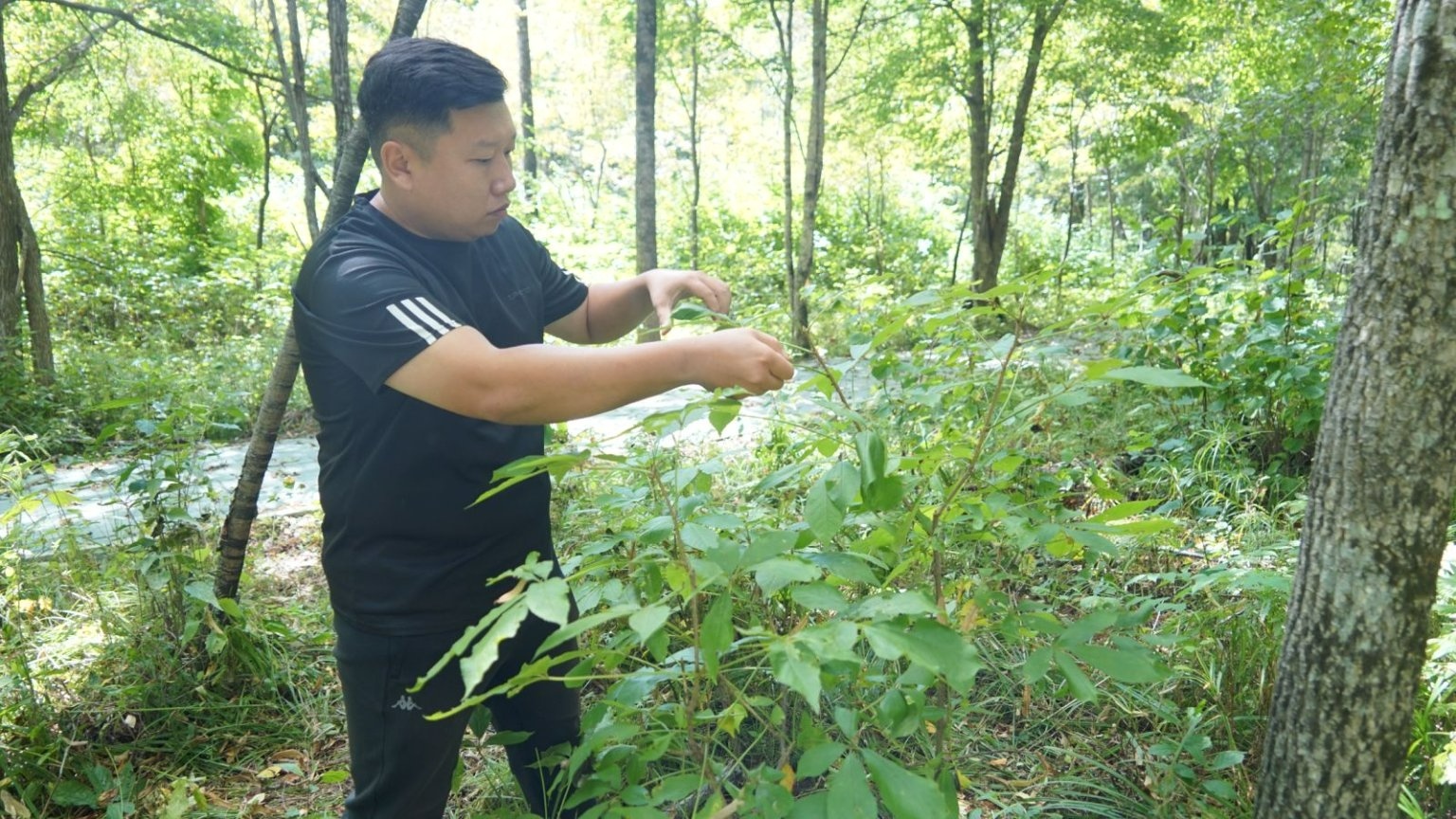 高质量发展看中国完达山南麓构筑起刺五加产业高地(图1)