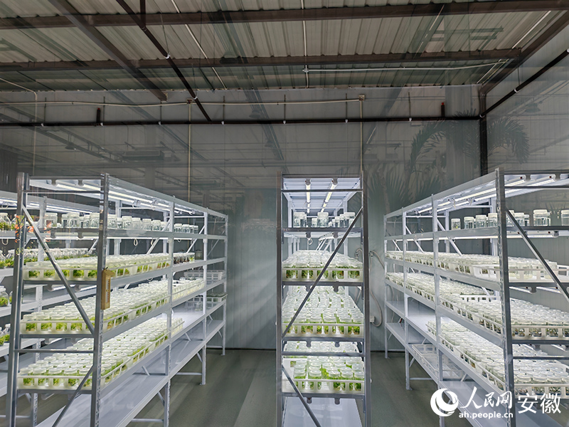 安徽向前丨花開肥西 苗木逢春(图2)