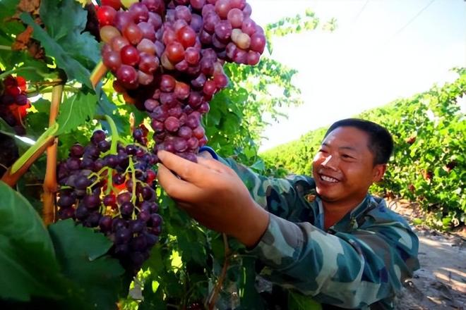 19年前山西煤老板豪掷6亿在荒漠种葡萄被嘲人傻钱多现怎样(图3)