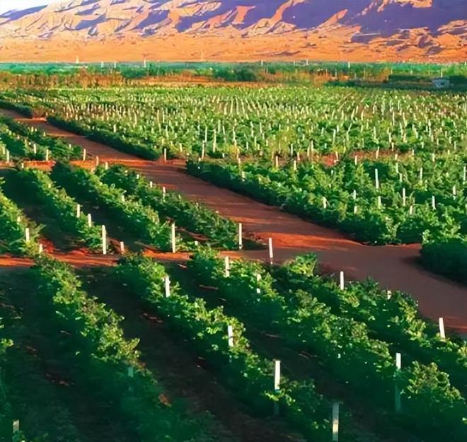 19年前山西煤老板豪掷6亿在荒漠种葡萄被嘲人傻钱多现怎样(图16)