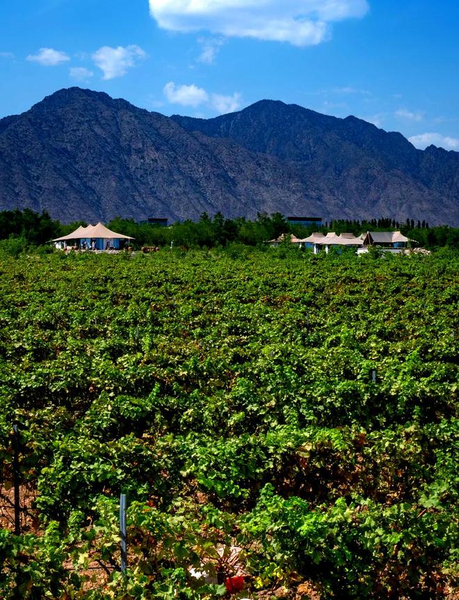 19年前山西煤老板豪掷6亿在荒漠种葡萄被嘲人傻钱多现怎样(图17)