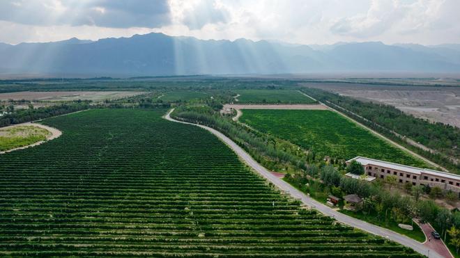 19年前山西煤老板豪掷6亿在荒漠种葡萄被嘲人傻钱多现怎样(图18)