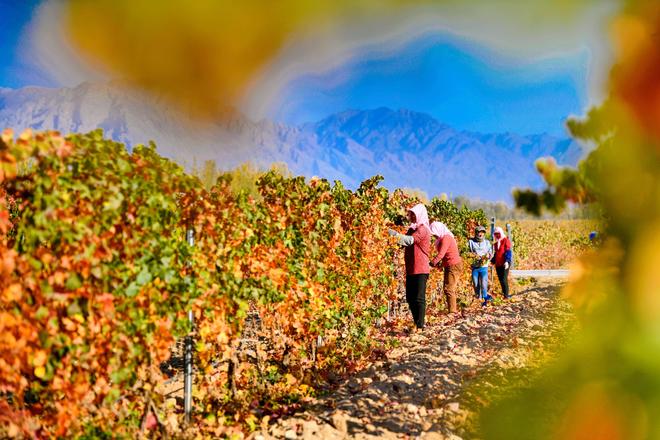 19年前山西煤老板豪掷6亿在荒漠种葡萄被嘲人傻钱多现怎样(图19)