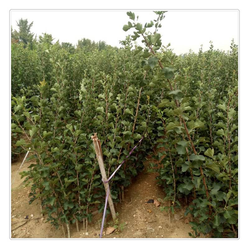 高台县三桥湾林场：生态与经济双丰收的高质量苗圃发展之路(图1)