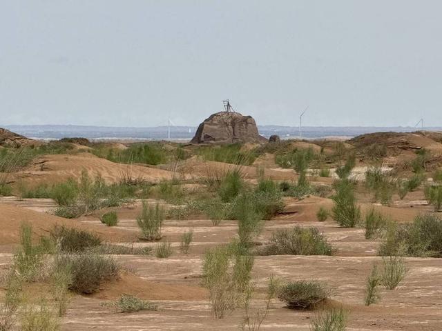 扎根沙漠19年 他把青春种成8万亩梭梭林丨封面头条(图2)
