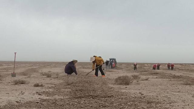 扎根沙漠19年 他把青春种成8万亩梭梭林丨封面头条(图3)