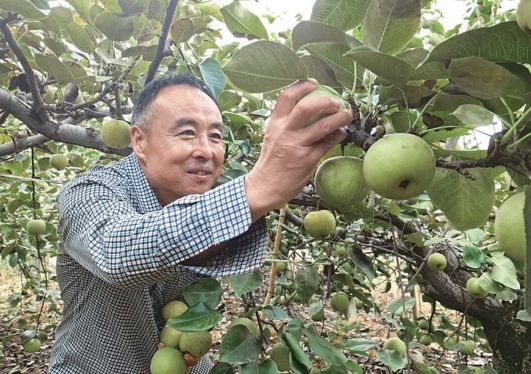 刘小刚：种好黄金梨让土地生金(图1)