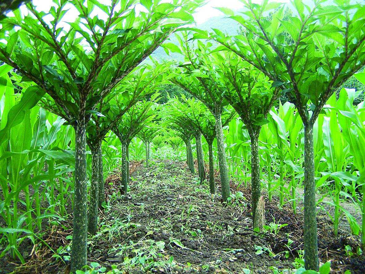 苗木栽培的正确顺序(图1)