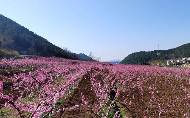 昔日小山村旧貌换新颜(图4)