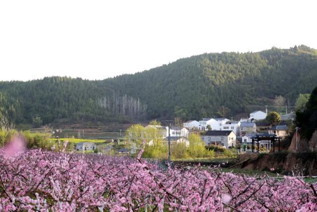 昔日小山村旧貌换新颜(图14)
