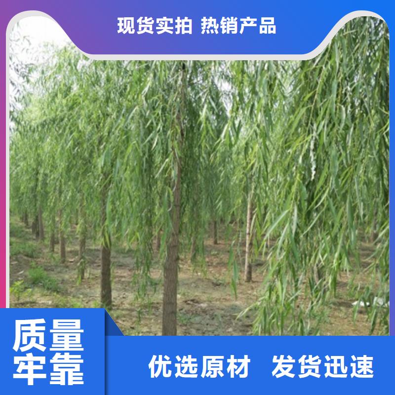 植树添新绿 造林树新风(图1)