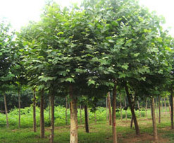 2025年保利海上瑧悦网站-保利海上瑧悦售楼处电话-樾楼盘详情-交房时间-地址-最新房价户型图-小区环境-楼盘详情-交房时间-周边配套-售楼处电话(图1)