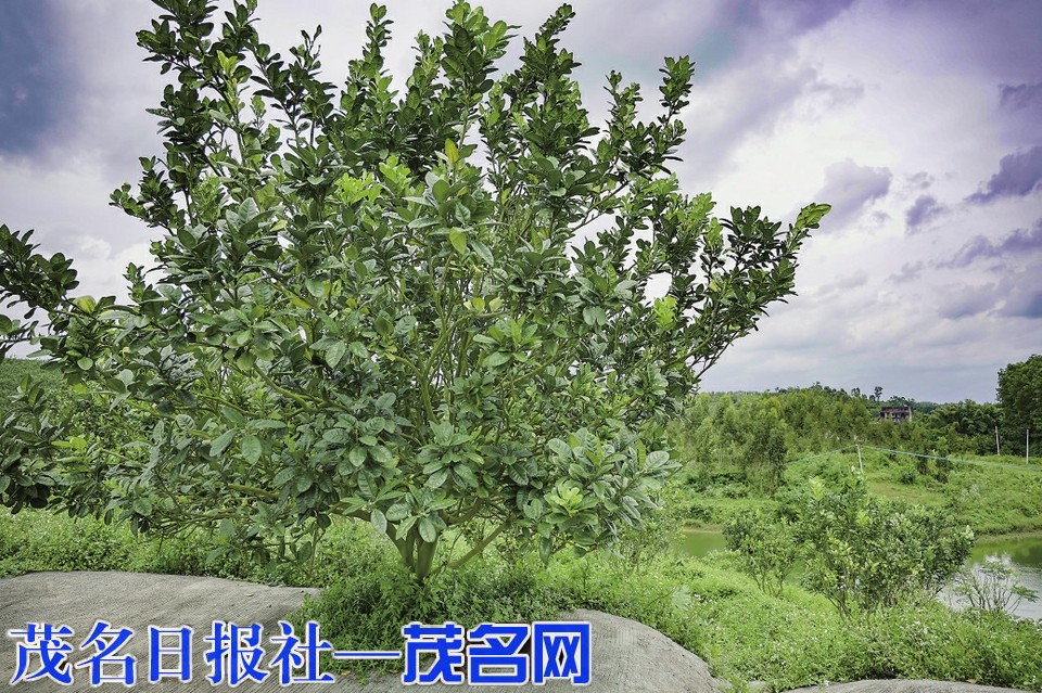 茂名农垦奏响特色产业三重奏(图1)