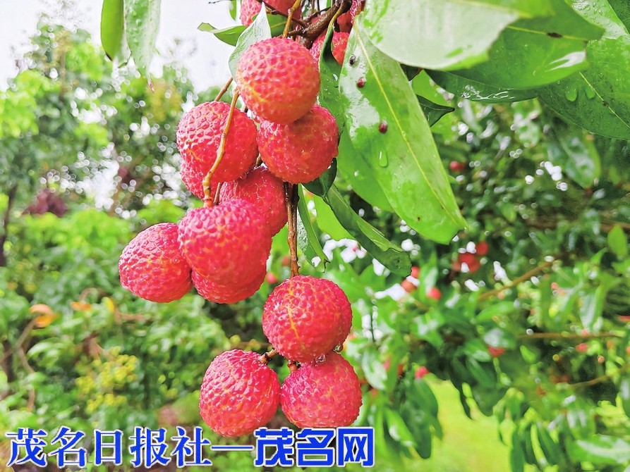 茂名农垦奏响特色产业三重奏(图3)