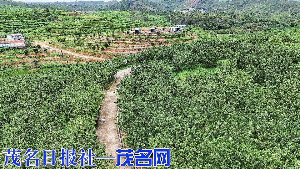 茂名农垦奏响特色产业三重奏(图2)