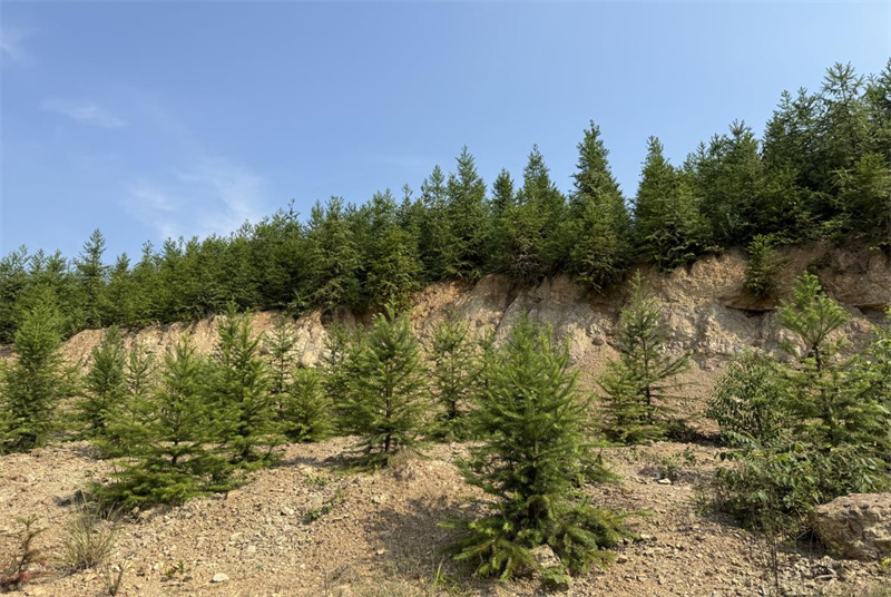 林地重生“绽新绿”生态富民“结硕果”(图1)