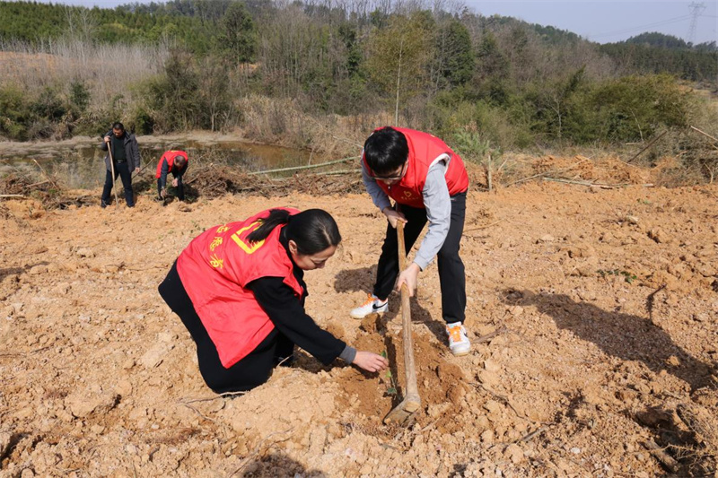 林地重生“绽新绿”生态富民“结硕果”(图2)