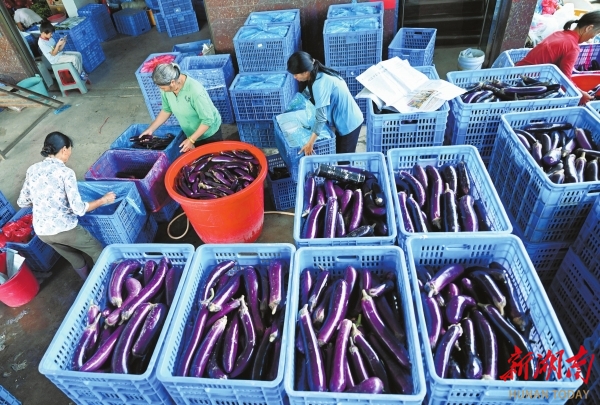 湖南日报整版关注·牢记嘱托感恩奋进丨喜看沙洲新气象(图3)