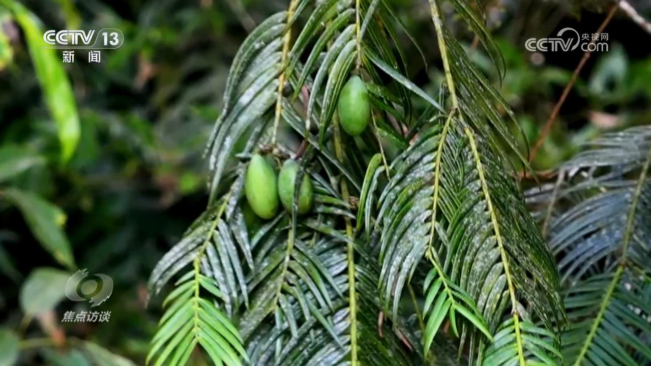 焦点访谈｜守护生态宝库 塑造人与自然可持续未来(图3)
