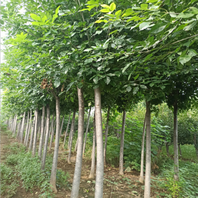 苗木基地：一场静默而深刻的产业革命(图1)