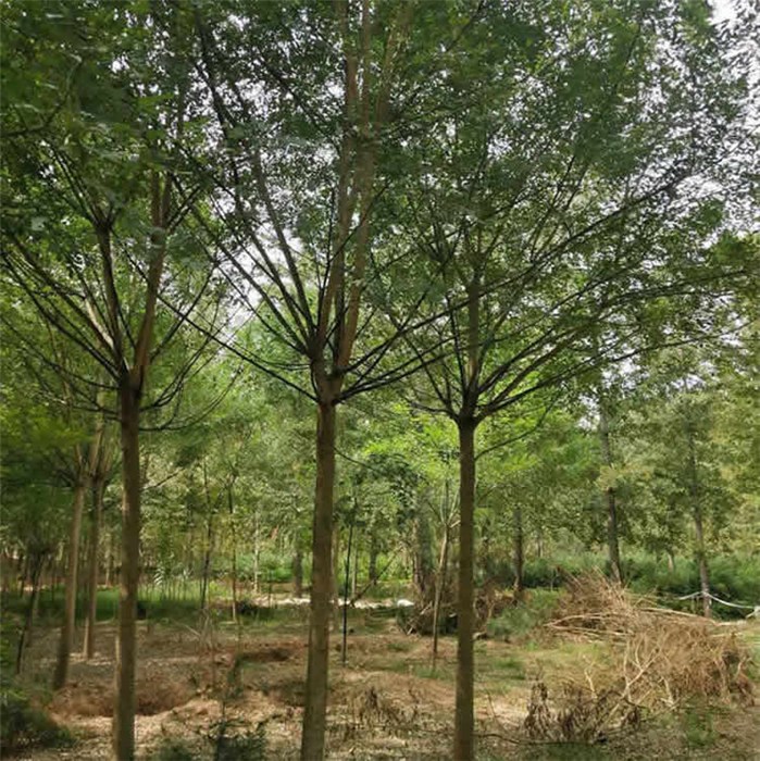 续写茶缘往事 里约植物园迎来新茶苗(图1)