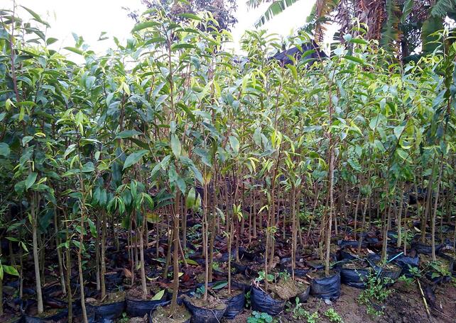 如何种植按树苗几月份种最好(图1)