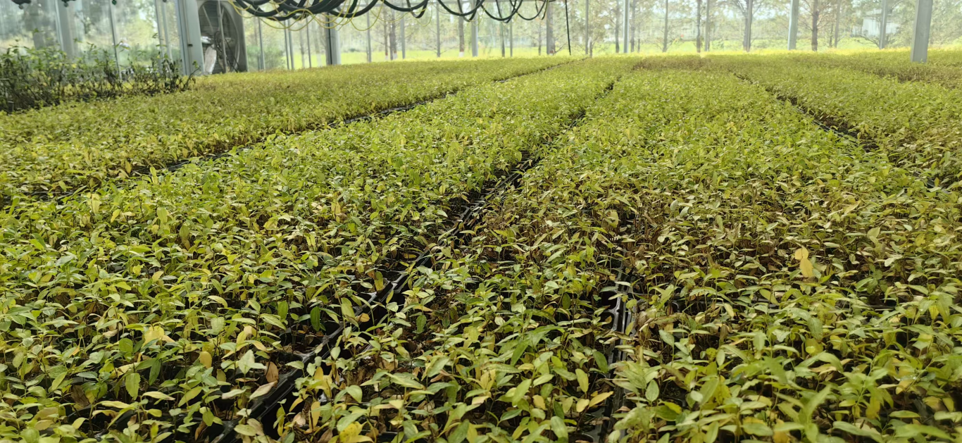 毛乌素沙地奏响科技育苗的“绿色乐章”(图1)