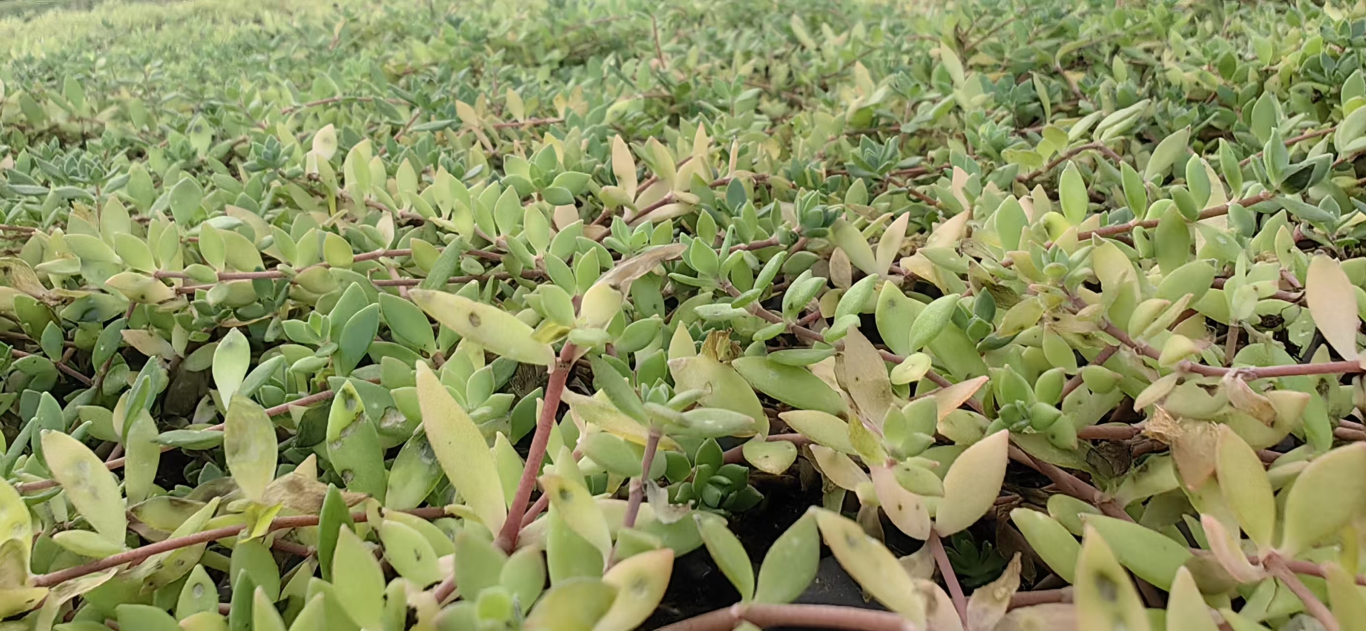 毛乌素沙地奏响科技育苗的“绿色乐章”(图2)