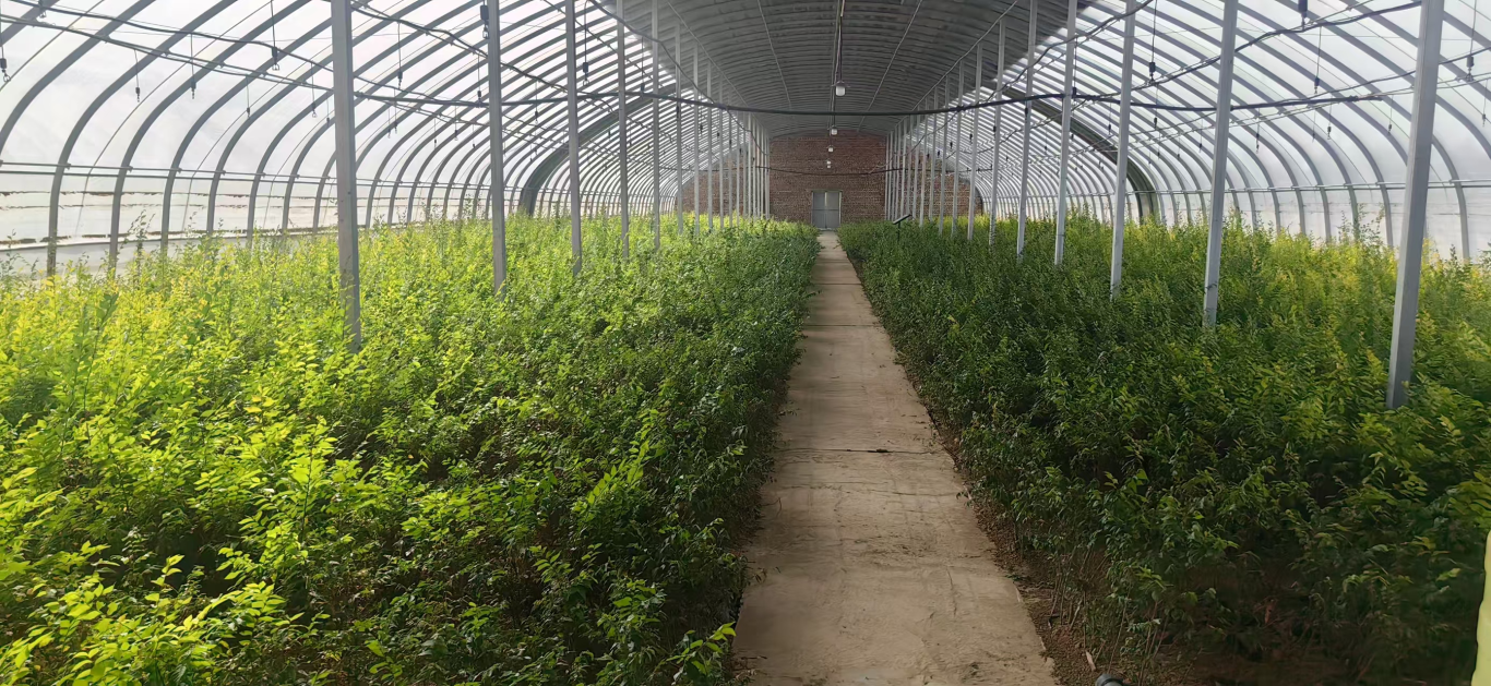 毛乌素沙地奏响科技育苗的“绿色乐章”(图3)