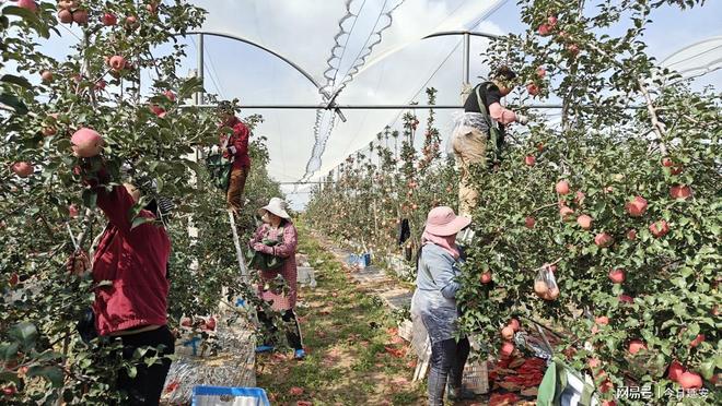 黄龙：选对品种结“金果”(图1)