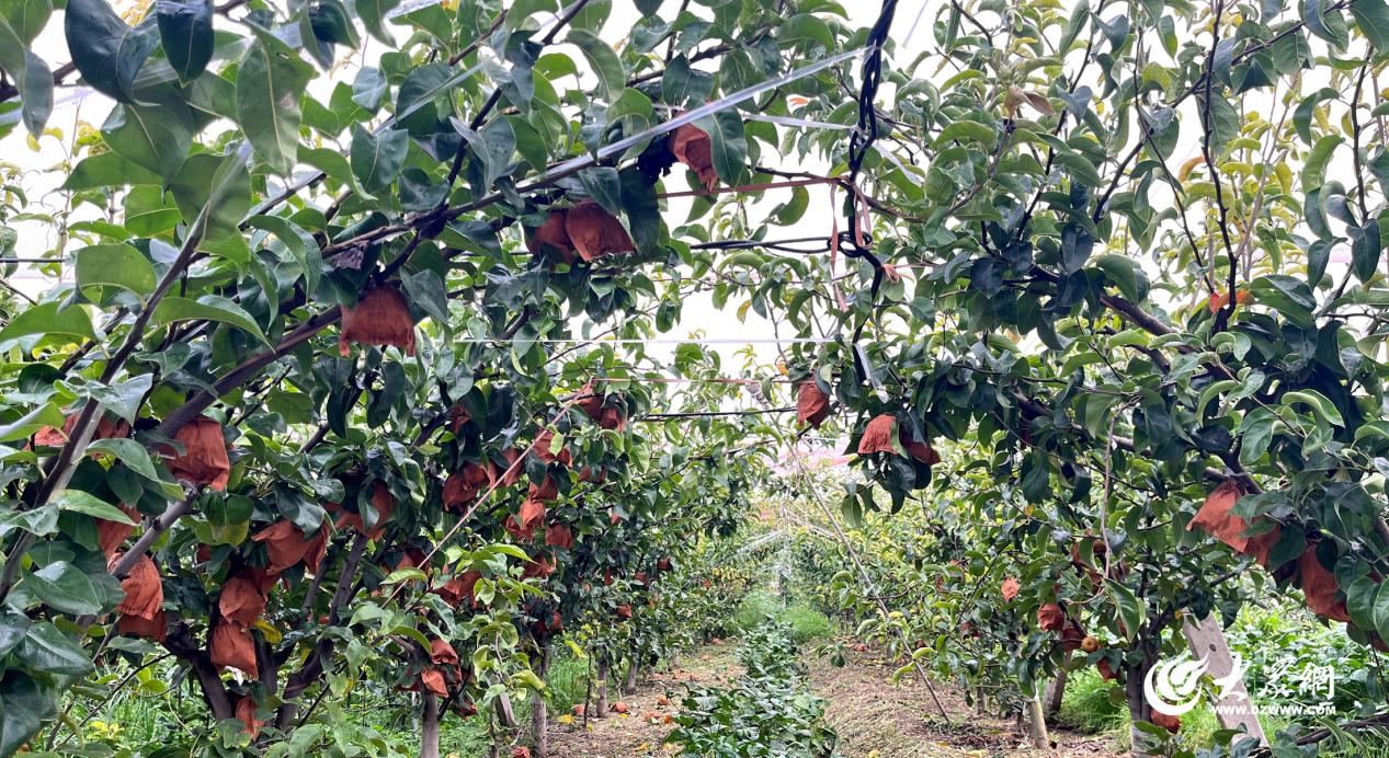 果“燃”在苍山③｜没梨真不行爱好与致富擦出美妙火花(图1)