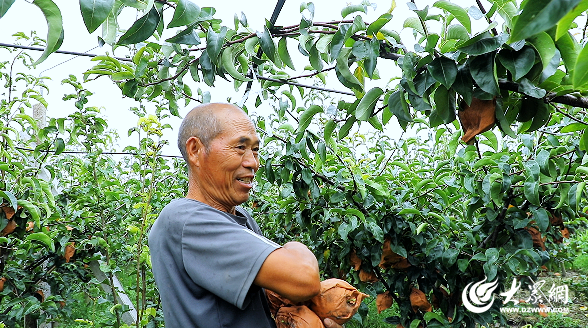 果“燃”在苍山③｜没梨真不行爱好与致富擦出美妙火花(图2)