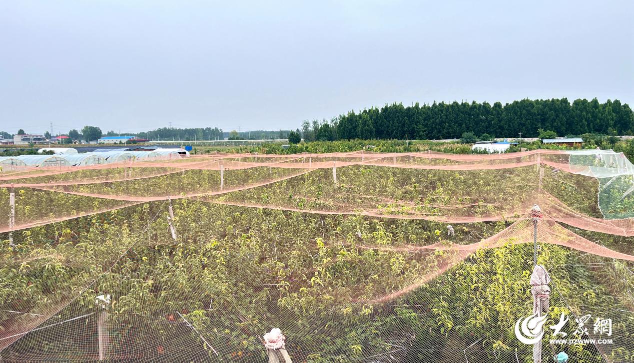 果“燃”在苍山③｜没梨真不行爱好与致富擦出美妙火花(图3)