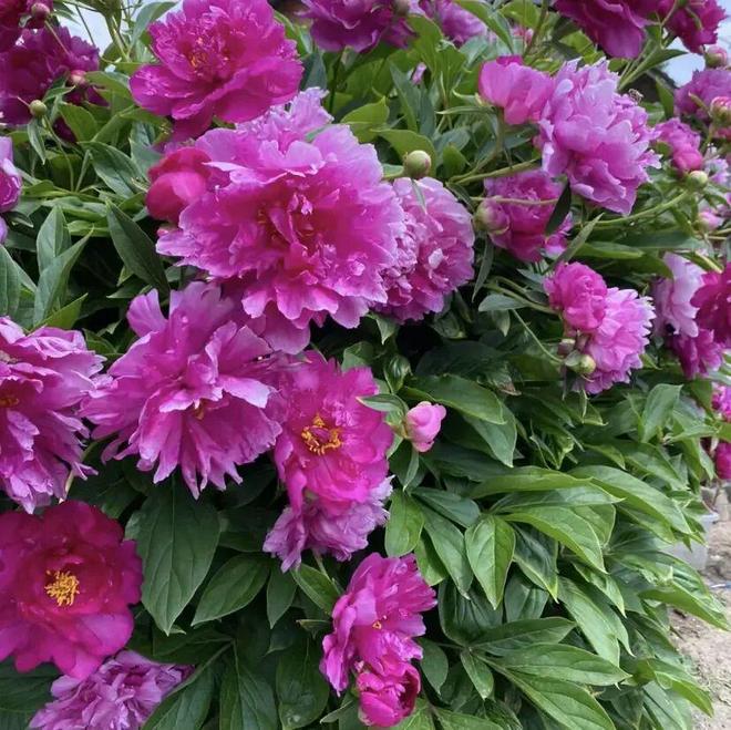 2025年最受欢迎的花卉竟然是芍药花南方花友买的最多！(图3)