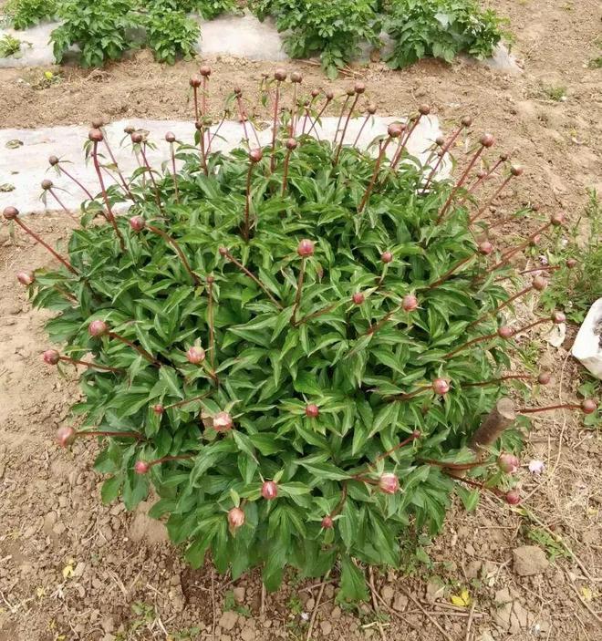 2025年最受欢迎的花卉竟然是芍药花南方花友买的最多！(图2)