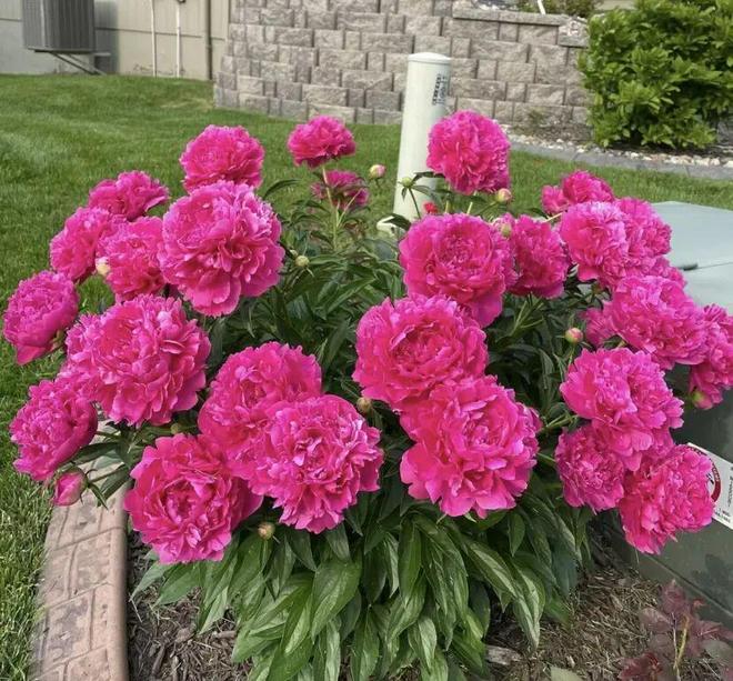 2025年最受欢迎的花卉竟然是芍药花南方花友买的最多！(图1)