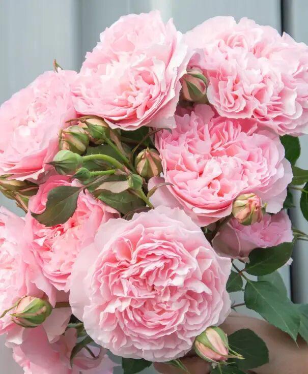 2025年最受欢迎的花卉竟然是芍药花南方花友买的最多！(图5)